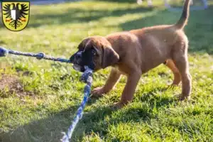 Mehr über den Artikel erfahren Boxer Züchter und Welpen in Friedberg (Hessen)