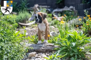Mehr über den Artikel erfahren Boxer Züchter und Welpen in Graubünden