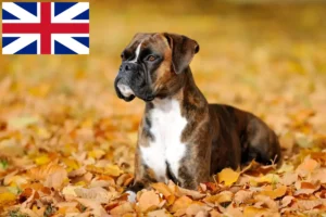 Mehr über den Artikel erfahren Boxer Züchter und Welpen in Großbritannien