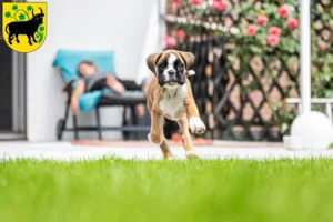 Mehr über den Artikel erfahren Boxer Züchter und Welpen in Güstrow
