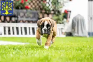 Mehr über den Artikel erfahren Boxer Züchter und Welpen in Hagen