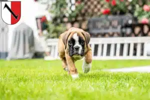 Mehr über den Artikel erfahren Boxer Züchter und Welpen in Halberstadt