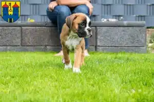 Mehr über den Artikel erfahren Boxer Züchter und Welpen in Haldensleben