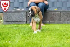 Mehr über den Artikel erfahren Boxer Züchter und Welpen in Halle (Saale)