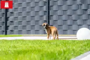 Mehr über den Artikel erfahren Boxer Züchter und Welpen in Hamburg