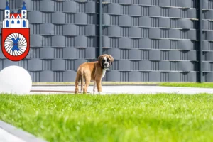Mehr über den Artikel erfahren Boxer Züchter und Welpen in Hameln