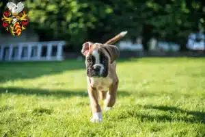 Mehr über den Artikel erfahren Boxer Züchter und Welpen in Hanau