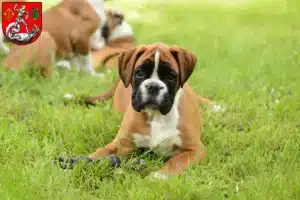 Mehr über den Artikel erfahren Boxer Züchter und Welpen in Heide (Holstein)