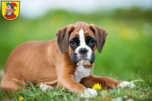 Mehr über den Artikel erfahren Boxer Züchter und Welpen in Heidenheim an der Brenz