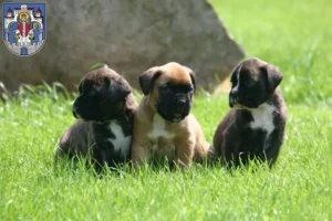 Mehr über den Artikel erfahren Boxer Züchter und Welpen in Helmstedt