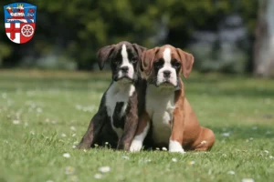Mehr über den Artikel erfahren Boxer Züchter und Welpen in Heppenheim (Bergstraße)