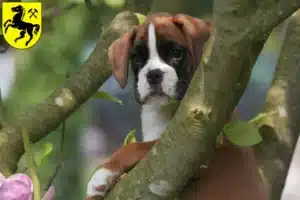Mehr über den Artikel erfahren Boxer Züchter und Welpen in Herne