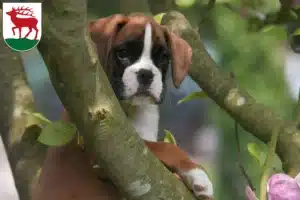 Mehr über den Artikel erfahren Boxer Züchter und Welpen in Herzberg (Elster)
