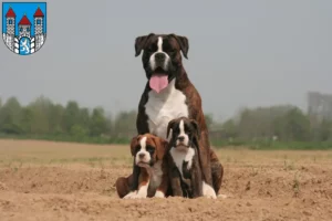 Mehr über den Artikel erfahren Boxer Züchter und Welpen in Holzminden