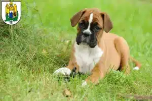 Mehr über den Artikel erfahren Boxer Züchter und Welpen in Jena