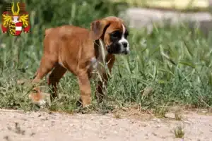 Mehr über den Artikel erfahren Boxer Züchter und Welpen in Kärnten