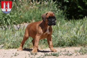 Mehr über den Artikel erfahren Boxer Züchter und Welpen in Kelheim