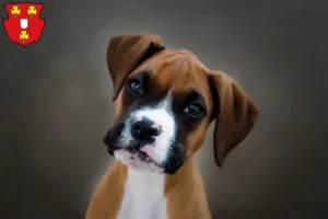 Mehr über den Artikel erfahren Boxer Züchter und Welpen in Kleve