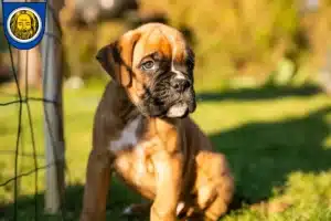 Mehr über den Artikel erfahren Boxer Züchter und Welpen in Künzelsau