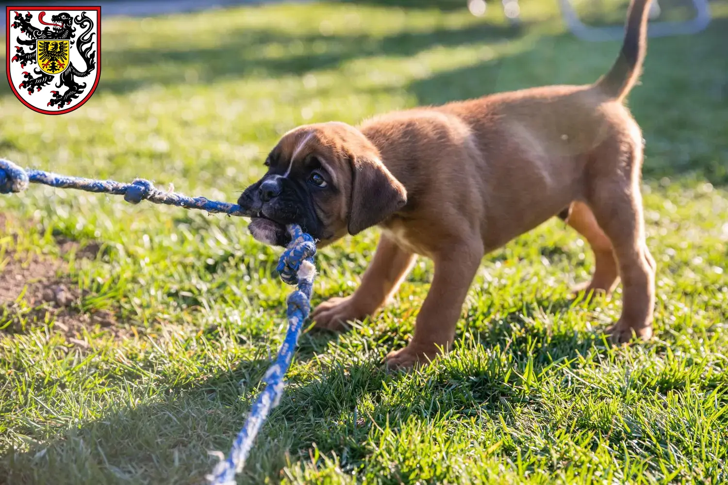 Boxer Welpen und Züchter Landau in der Pfalz Hier findest Du Boxer Züchter in Landau in der Pfalz.