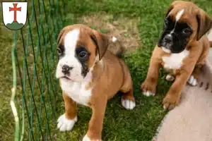Mehr über den Artikel erfahren Boxer Züchter und Welpen in Landsberg am Lech