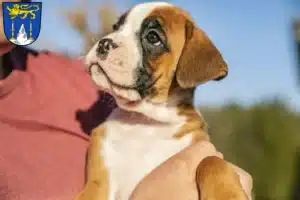 Mehr über den Artikel erfahren Boxer Züchter und Welpen in Lichtenfels (Oberfranken)
