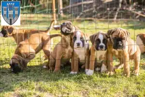 Mehr über den Artikel erfahren Boxer Züchter und Welpen in Limburg an der Lahn