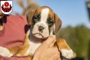 Mehr über den Artikel erfahren Boxer Züchter und Welpen in Lippstadt