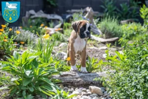 Mehr über den Artikel erfahren Boxer Züchter und Welpen in Luckenwalde