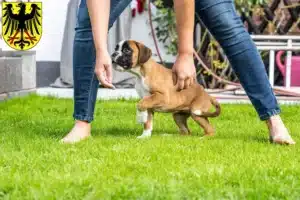 Mehr über den Artikel erfahren Boxer Züchter und Welpen in Lübben (Spreewald)