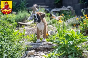 Mehr über den Artikel erfahren Boxer Züchter und Welpen in Lüdenscheid