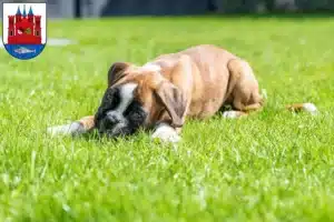 Mehr über den Artikel erfahren Boxer Züchter und Welpen in Lutherstadt Wittenberg