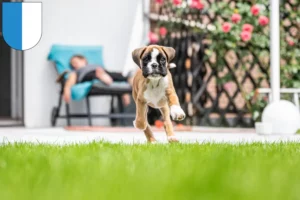 Mehr über den Artikel erfahren Boxer Züchter und Welpen in Luzern