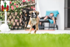 Mehr über den Artikel erfahren Boxer Züchter und Welpen in Magdeburg