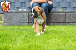 Mehr über den Artikel erfahren Boxer Züchter und Welpen in Marktoberdorf