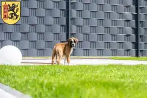 Mehr über den Artikel erfahren Boxer Züchter und Welpen in Meißen