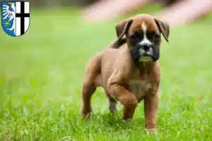 Mehr über den Artikel erfahren Boxer Züchter und Welpen in Meschede