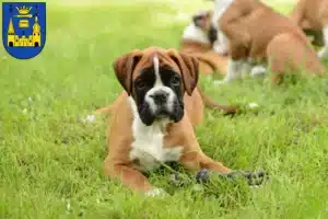 Mehr über den Artikel erfahren Boxer Züchter und Welpen in Mettmann