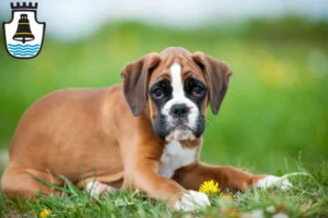 Mehr über den Artikel erfahren Boxer Züchter und Welpen in Mindelheim