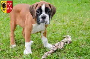 Mehr über den Artikel erfahren Boxer Züchter und Welpen in Minden