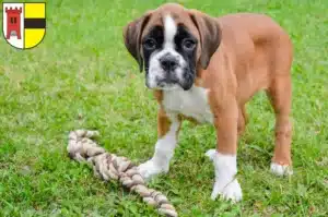 Mehr über den Artikel erfahren Boxer Züchter und Welpen in Moers