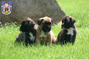 Mehr über den Artikel erfahren Boxer Züchter und Welpen in Montabaur