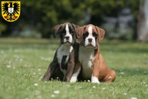 Mehr über den Artikel erfahren Boxer Züchter und Welpen in Mosbach