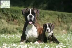 Mehr über den Artikel erfahren Boxer Züchter und Welpen aus dem Münsterland