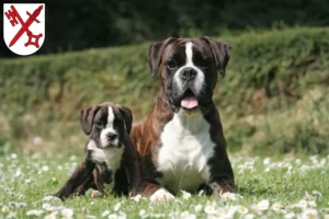 Mehr über den Artikel erfahren Boxer Züchter und Welpen in Naumburg (Saale)