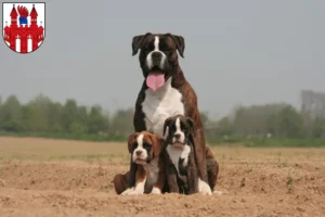 Mehr über den Artikel erfahren Boxer Züchter und Welpen in Neubrandenburg