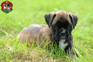 Mehr über den Artikel erfahren Boxer Züchter und Welpen in Neustadt an der Waldnaab