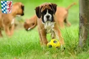 Mehr über den Artikel erfahren Boxer Züchter und Welpen in Niederbayern