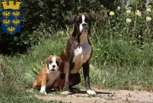 Mehr über den Artikel erfahren Boxer Züchter und Welpen in Niederösterreich