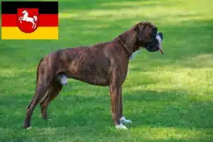 Mehr über den Artikel erfahren Boxer Züchter und Welpen in Niedersachsen